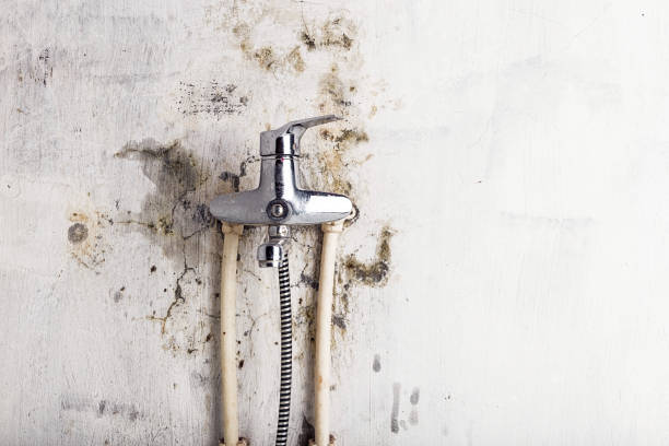 Home Mold Removal in Seward, AK
