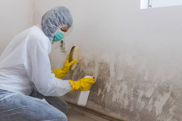 Reliable Seward, AK Mold Removal Solutions