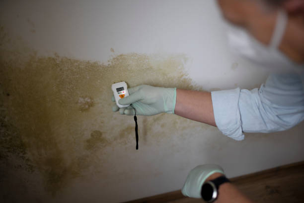 Best Mold Remediation Experts  in Seward, AK