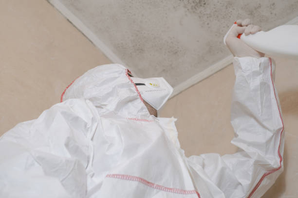 Best Affordable Mold Removal  in Seward, AK
