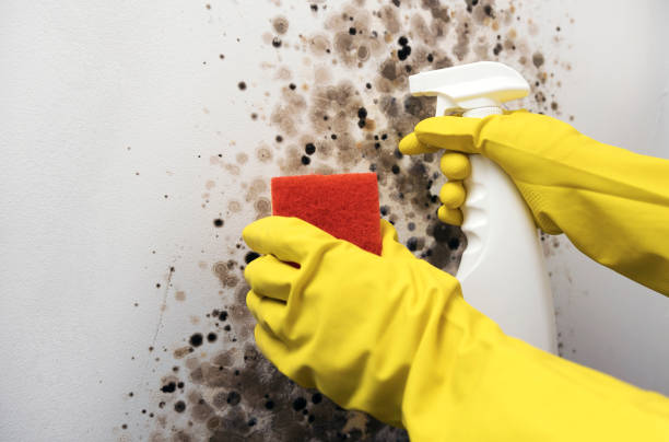 Best Commercial Mold Removal  in Seward, AK