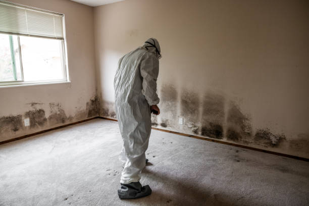 Best Mold Removal Company Near Me  in Seward, AK